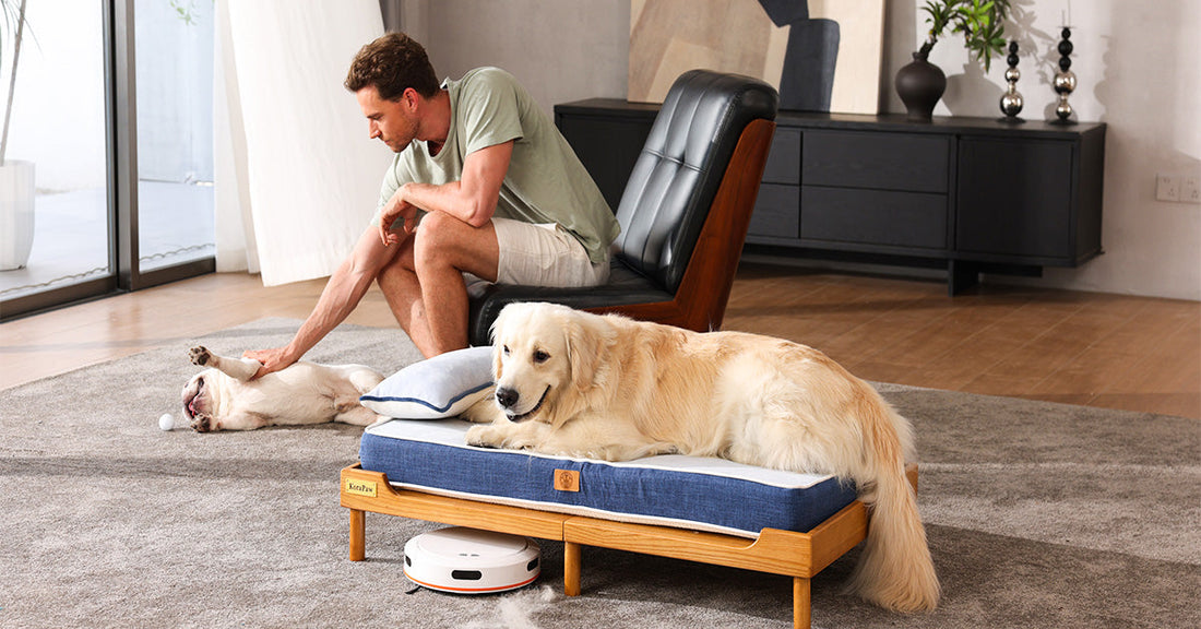 Orthopedic Support vs. Ordinary Foam: Why Your Dog’s Joints Deserve More