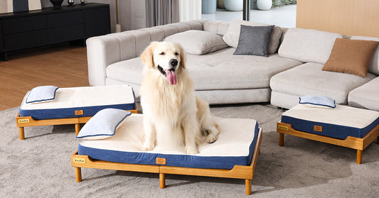 How to Choose the Right Dog Bed Size and Style for Your Space