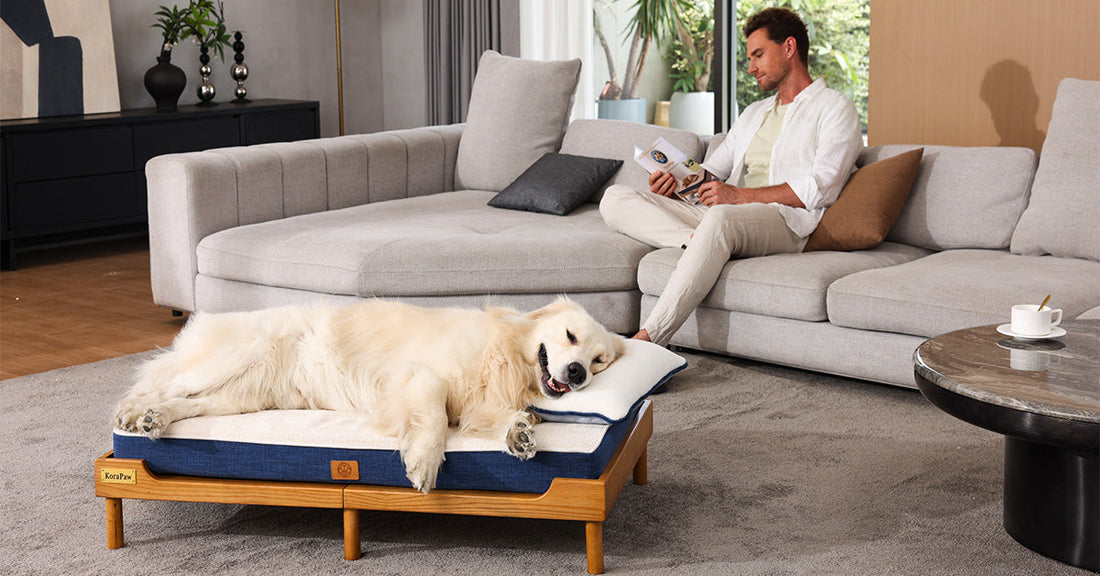 How to Blend Pet Furniture with Modern Home Decor Without Sacrificing Style