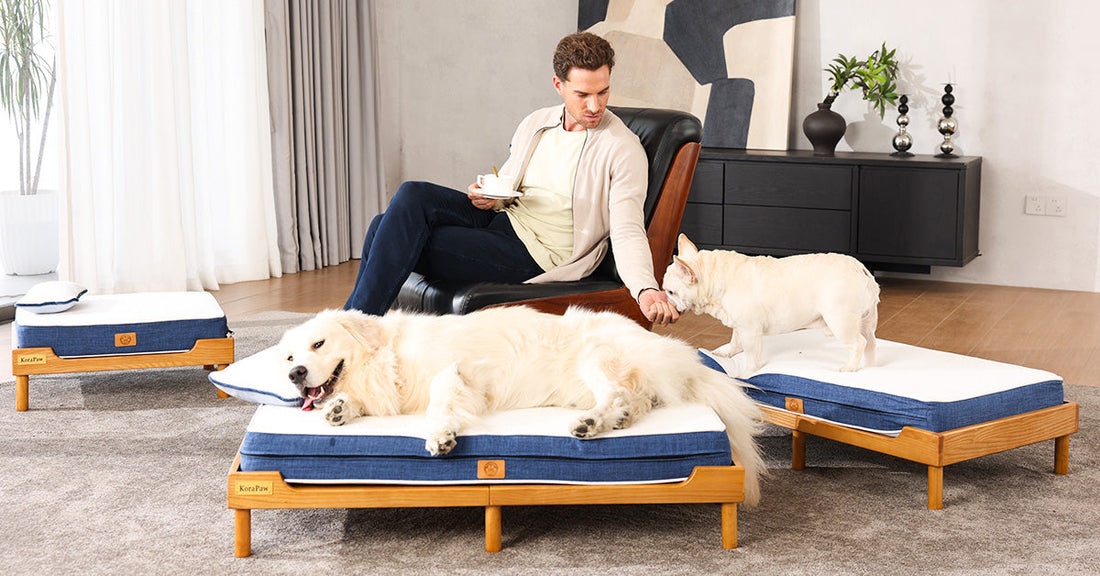 Why US Pet Parents Are Trading Flimsy Cushions for Solid Ash Wood Pet Beds