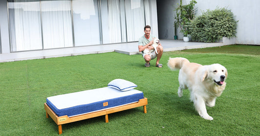 Why Your Senior Dog Struggles to Stand Up (And How the Right Bed Changes Everything)